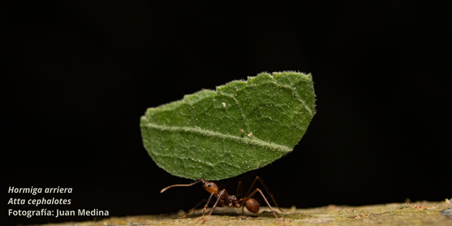 Manejo de hormigas arrieras