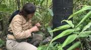 Estudiante de Biología haciendo investigación en Perú Estudiante de Biología haciendo investigación en Perú