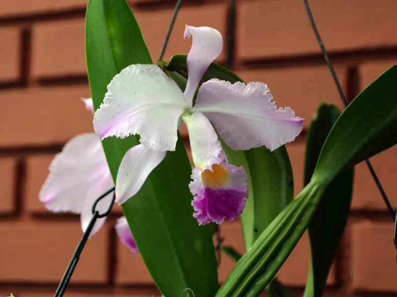 Cattleya, el emprendimiento de orquídeas que sirve como puente entre lo científico y la comunidad Cattleya, el emprendimiento de orquídeas que sirve como puente entre lo científico y la comunidad