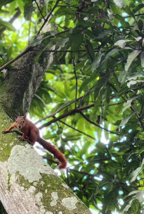 Vida Silvestre en la Universidad Javeriana Cali